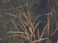 Potamogeton acutifolius 3, Spits fonteinkruid, Saxifraga-Peter Meininger
