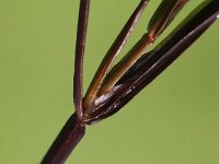Potamogeton compressus 5, Plat fonteinkruid, Saxifraga-Peter Meininger