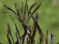 Potamogeton obtusifolius 3, Stomp fonteinkruid, Saxifraga-Peter Meininger