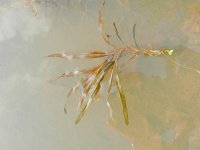 Potamogeton obtusifolius 5, Stomp fonteinkruid, Saxifraga-Rutger Barendse