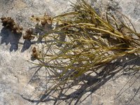 Potamogeton pectinatus 3, Schedefonteinkruid, Saxifraga-Jasenka Topic