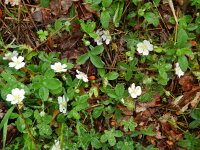 Potentilla alba 4, Saxifraga-Rutger Barendse