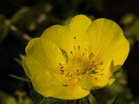 Potentilla delphinensis 2, Saxifraga-Jan van der Straaten