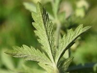 Potentilla intermedia 6, Middelste ganzerik, Saxifraga-Sonja Bouwman  894. Middelste ganzerik - Potentilla intermedia - Rosaceae familie (i)