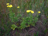 Potentilla recta 10, Rechte ganzerik, Saxifraga-Ed Stikvoort