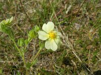Potentilla recta 11, Rechte ganzerik, Saxifraga-Rutger Barendse