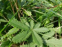 Potentilla recta 13, Rechte ganzerik, Saxifraga-Rutger Barendse