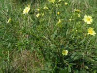 Potentilla recta 16, Rechte ganzerik, Saxifraga-Rutger Barendse