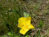 Potentilla recta 18, Rechte ganzerik, Saxifraga-Rutger Barendse