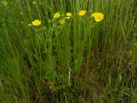 Potentilla recta 20, Rechte ganzerik, Saxifraga-Rutger Barendse