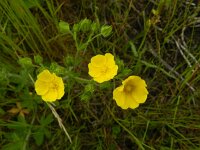 Potentilla recta 21, Rechte ganzerik, Saxifraga-Rutger Barendse