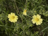 Potentilla recta 28, Rechte ganzerik, Saxifraga-Willem van Kruijsbergen