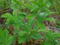 Potentilla recta 8, Rechte ganzerik, Saxifraga-Ed Stikvoort