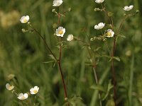 Potentilla rupestris 7, Saxifraga-Bas Klaver
