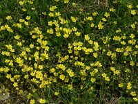 Potentilla verna 11, Voorjaarsganzerik, Saxifraga-Dirk Hilbers