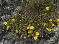 Potentilla verna 14, Voorjaarsganzertik, Saxifraga-Willem van Kruijsbergen