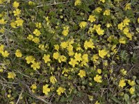 Potentilla verna 16, Voorjaarsganzertik, Saxifraga-Willem van Kruijsbergen
