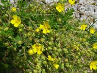 Potentilla verna 21, Voorjaarsganzertik, Saxifraga-Hans Grotenhuis