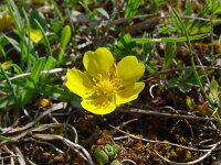 Potentilla verna 24, Voorjaarsganzertik, Saxifraga-Hans Grotenhuis