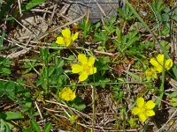 Potentilla verna 25, Voorjaarsganzertik, Saxifraga-Hans Grotenhuis