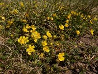 Potentilla verna 28, Voorjaarsganzerik, Saxifraga-Ed Stikvoort