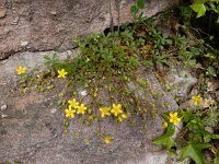 Potentilla verna 35, Voorjaarsganzerik, Saxifraga-Ed Stikvoort