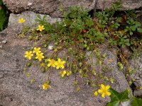 Potentilla verna 36, Voorjaarsganzerik, Saxifraga-Ed Stikvoort