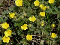 Potentilla verna 5, Voorjaarsganzerik, Saxifraga-Jan van der Straaten