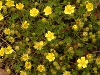 Potentilla verna 7, Voorjaarsganzerik, Saxifraga-Jan van der Straaten