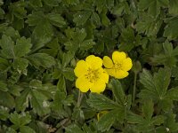 Potentilla verna 8, Voorjaarsganzerik, Saxifraga-Jan van der Straaten