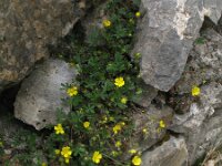 Potentilla verna 9, Voorjaarsganzerik, Saxifraga-Rutger Barendse