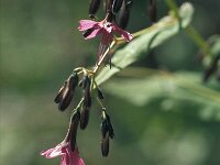Prenanthes purpurea 13, Saxifraga-Jan van der Straaten