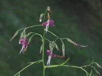 Prenanthes purpurea 2, Saxifraga-Jan van der Straaten