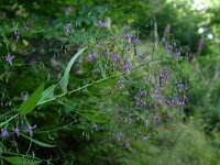 Prenanthes purpurea 4, Saxifraga-Dirk Hilbers