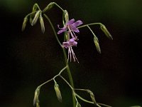 Prenanthes purpurea 5, Saxifraga-Jan van der Straaten