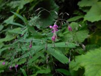 Prenanthes purpurea 6, Saxifraga-Ed Stikvoort