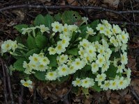 Primula acaulis 2, Stengelloze sleutelbloem, Saxifraga-Marijke Verhagen