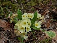 Primula acaulis 20, Stengelloze sleutelbloem, Saxifraga-Willem van Kruijsbergen