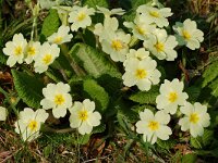 Primula acaulis 22, Stengelloze sleutelbloem, Saxifraga-Willem van Kruijsbergen