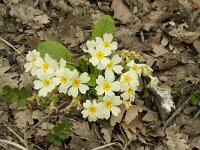 Primula acaulis 26, Stengelloze sleutelbloem, Saxifraga-Willem van Kruijsbergen