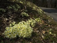 Primula acaulis 30, Stengelloze sleutelbloem, Saxifraga-Marijke Verhagen