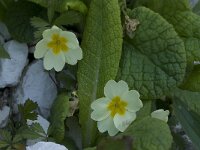 Primula acaulis 33, Stengelloze sleutelbloem, Saxifraga-Willem van Kruijsbergen