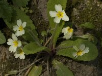 Primula acaulis 35, Stengelloze sleutelbloem, Saxifraga-Willem van Kruijsbergen