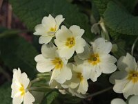 Primula acaulis 38, Stengelloze sleutelbloem, Saxifraga-Hans Dekker