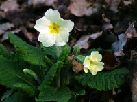 Primula acaulis 41, Stengelloze sleutelbloem, Saxifraga-Hans Dekker