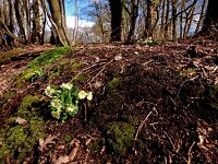 Primula acaulis 43, Stengelloze sleutelbloem, Saxifraga-Hans Dekker