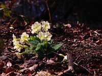 Primula acaulis 44, Stengelloze sleutelbloem, Saxifraga-Hans Dekker