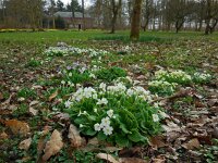 Primula acaulis 53, Stengelloze sleutelbloem, Saxifraga-Ed Stikvoort