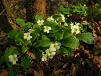 Primula acaulis 59, Stengelloze sleutelbloem, Saxifraga-Ed Stikvoort