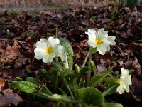 Primula acaulis 63, Stengelloze sleutelbloem, Saxifraga-Ed Stikvoort
